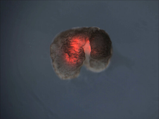 Miniatura: Xenoboty – pierwsze żywe roboty