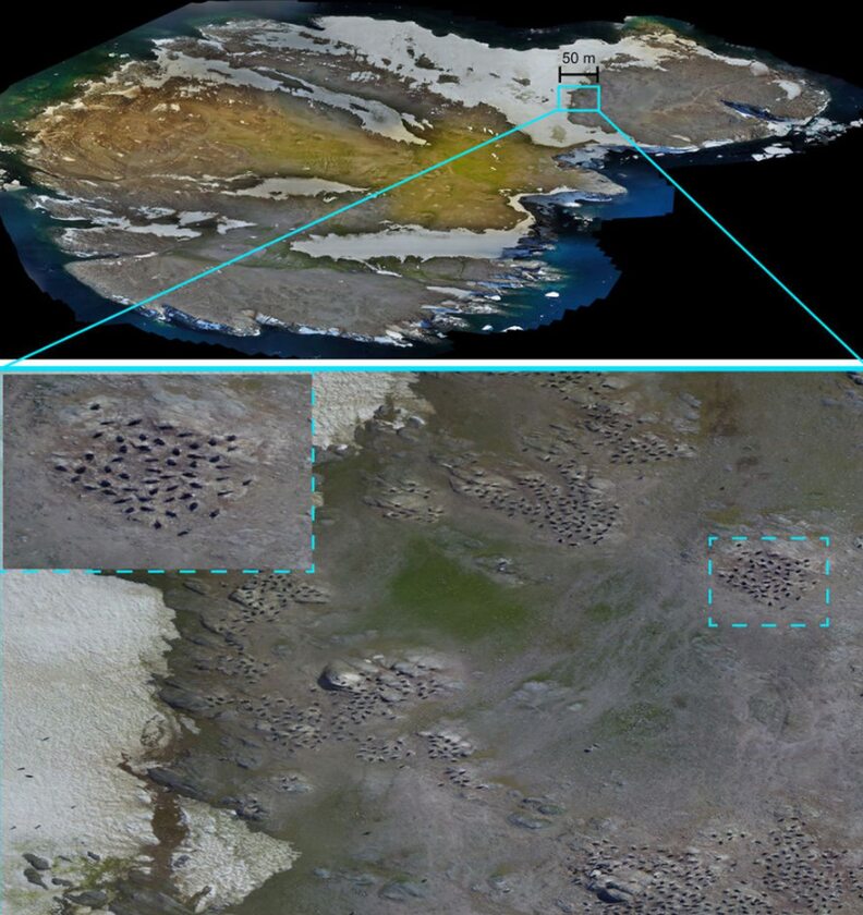 Za pomocą takich zdjęć naukowcy "liczyli" pingwiny z Danger Islands 