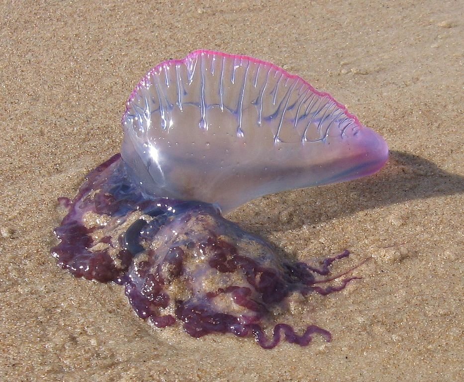 Żeglarz portugalski (Physalia physalis) 