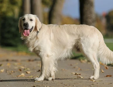 Miniatura: Popularne rasy dużych psów. Opublikowano...