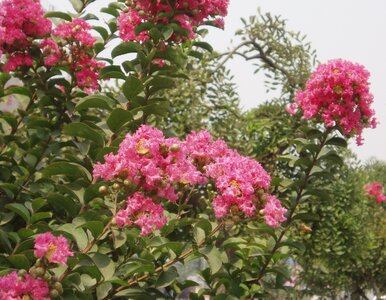 Miniatura: Azjatycka piękność kwitnie przez niemal 5...