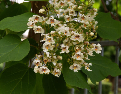 Miniatura: Drzewo, które odmieni twój ogród. Posadź,...