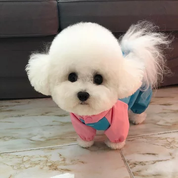 Przedstawiciel rasy bichon frise 