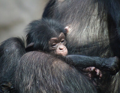 Miniatura: Szympans urodził się w zoo w Warszawie....