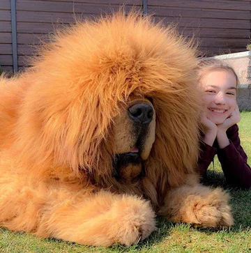 Mastify tybetańskie z hodowli Kinu Liutas Kennel 