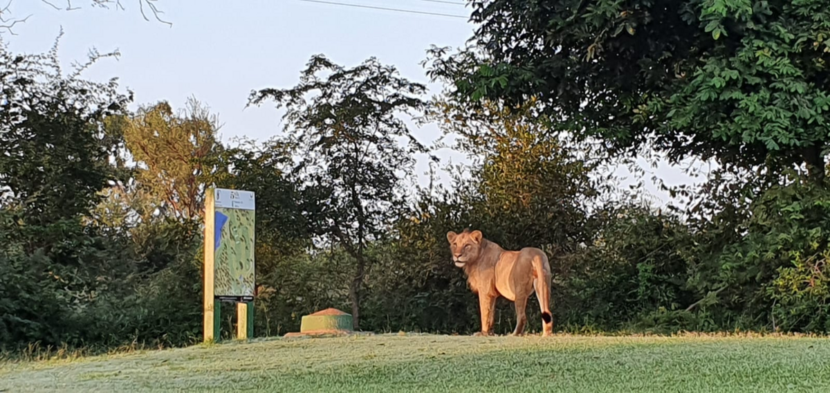 Lwy na polu golfowym 