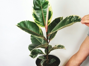 Miniatura: Zamiast nalać mężowi, zrobiłam świetną...