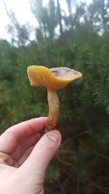 Udane grzybobobranie w grudniu 