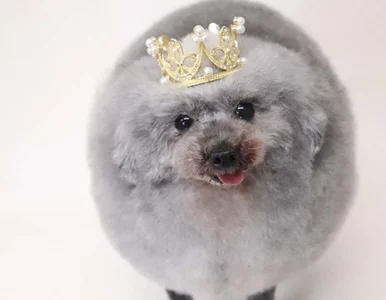 Miniatura: Ten pies wygląda jak foka albo owca....