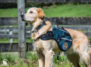 Podopieczni Country Inn Working Service Dogs 