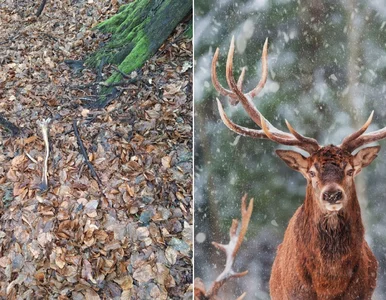 Miniatura: Leśnicy odkryli niezwykłe znalezisko. Ten...