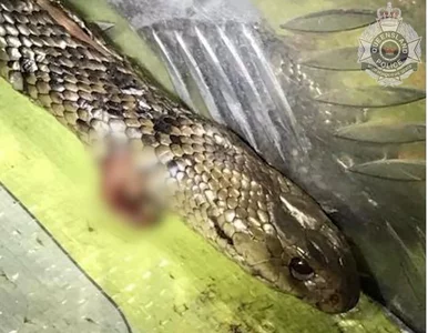 Miniatura: Jechał autostradą, walczył z jadowitym...