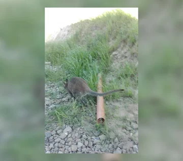 "Polowanie" na kangura 