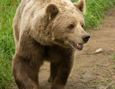 Miniatura: Niedźwiedź wszedł do sklepu po słodycze....