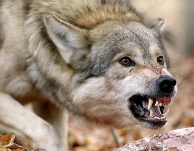 Miniatura: Wilk zaatakował sześciolatka. Matkę...