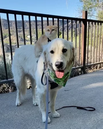 Pies Samson i kot Cleo 