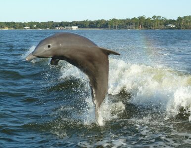 Miniatura: Amerykańskie delfiny przechodzą na emeryturę