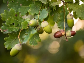 Miniatura: Banalny QUIZ z ortografii. Wstydź się,...