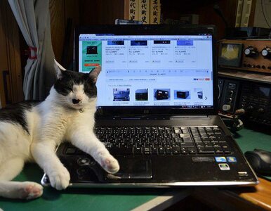 Miniatura: Co robić, kiedy kot wchodzi na klawiaturę...