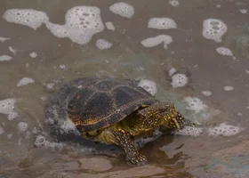 Miniatura: Przyrodniczy QUIZ o Polsce. Przekroczysz...