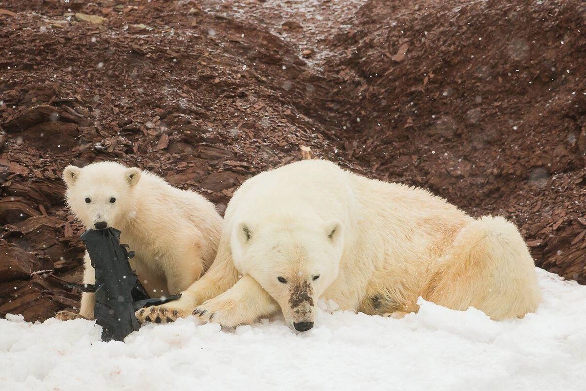 Niedźwiedzie polarne bawiące się kawałkiem plastiku 