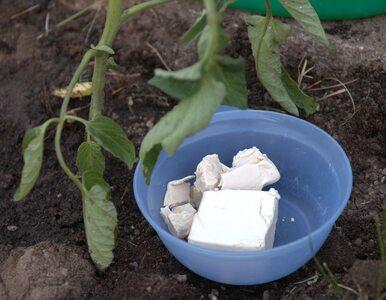 Miniatura: Zastosuj drożdże w ogrodzie, a rośliny...