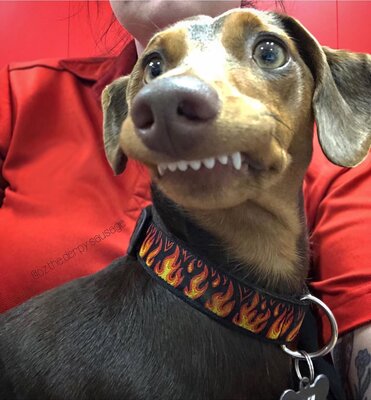 Miniatura: Jamnik Oz, który ma krzywy zgryz