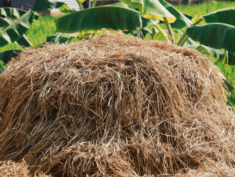 Słoma do ściółkowania