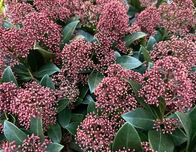 Miniatura: Kupiłeś skimię na zimę? Nie wyrzucaj! Ten...