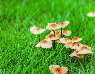Miniatura: Masz grzyby na trawniku? Sprawdź, co mówią...