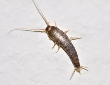 Miniatura: Rybiki cukrowe w łazience? Nie ignoruj...