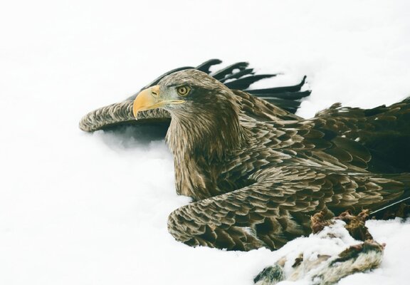 Miniatura: Konające bieliki znalezione na polu