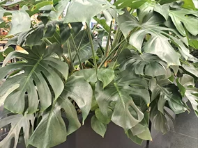 Miniatura: Wsyp łyżeczkę, a monstera wystrzeli nowymi...