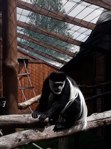 Zwierzęta w ZOO Wojciechów 