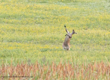 Finaliści konkursu Comedy Wildlife Photo Awards 2021 