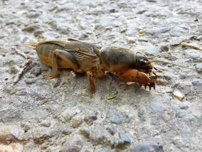 Miniatura: Turkuć podjadek w ogrodzie? Ten podziemny...