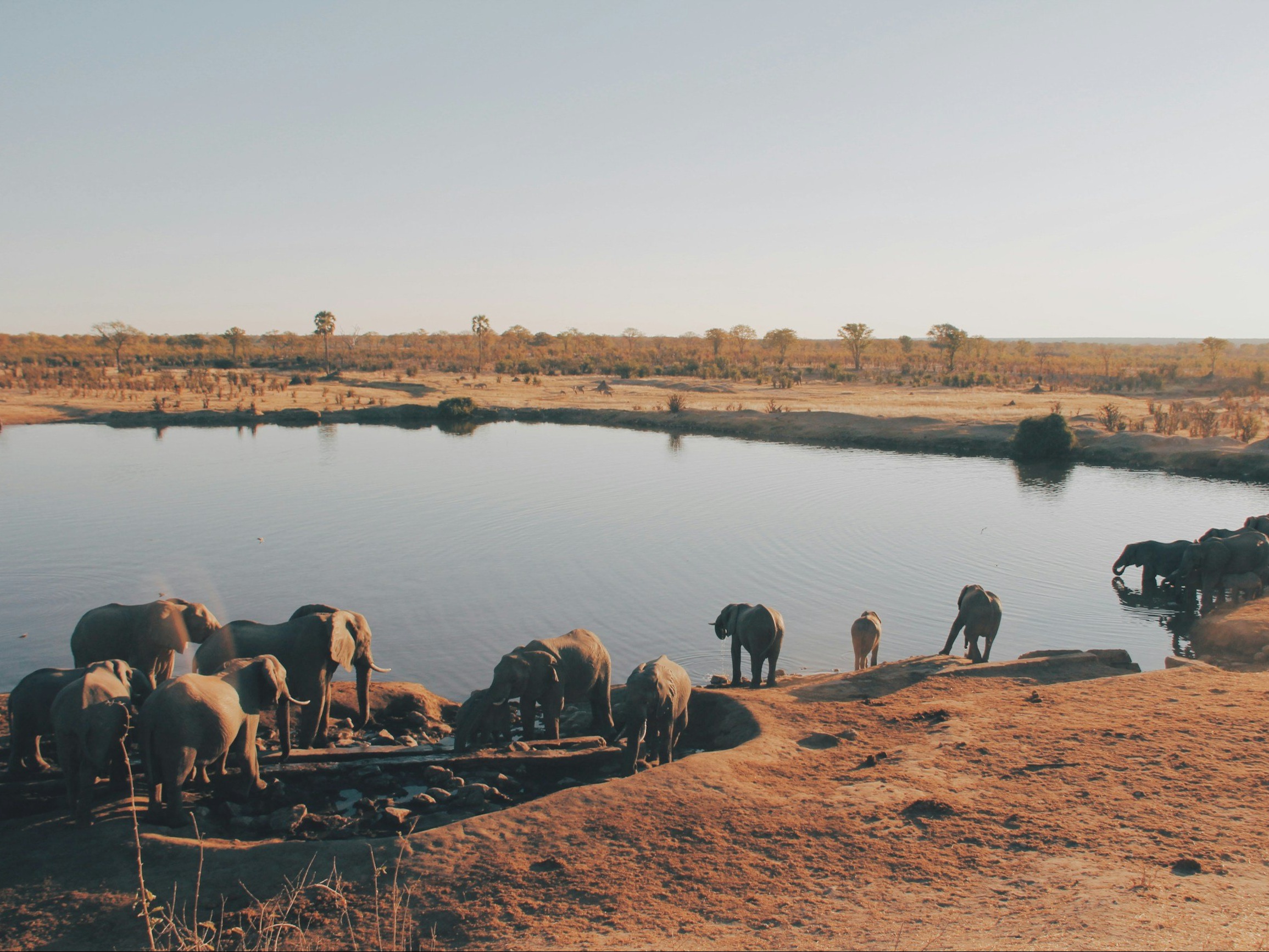 Park Narodowy Hwange w Zimbabwe