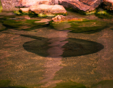 Miniatura: Rybacy pobili niesamowity rekord. Tyle...