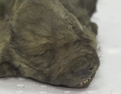 Miniatura: Co to jest? Znaleźli zwierzę sprzed 18...