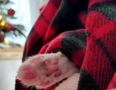 Miniatura: Boże Narodzenie z czworonogiem. Te błędy...