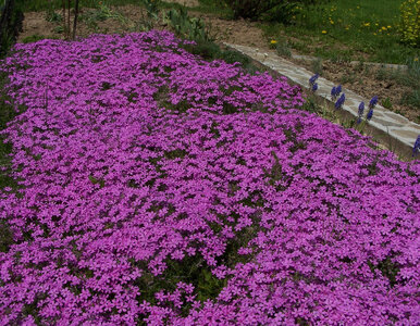 Miniatura: Koniec z pieleniem grządek. Posadź tę...