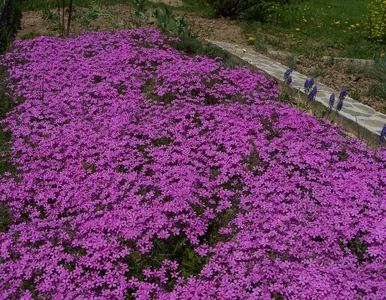 Miniatura: Koniec z pieleniem grządek. Posadź tę...