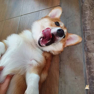 Psia kawiarnia w Bangkoku 