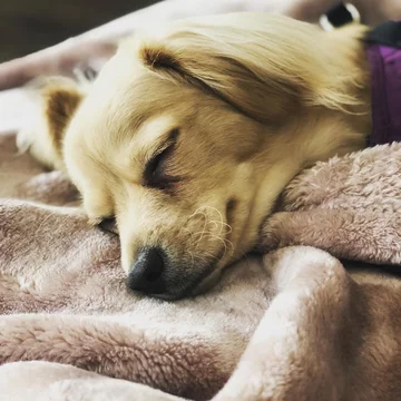 Suczka Gracie 