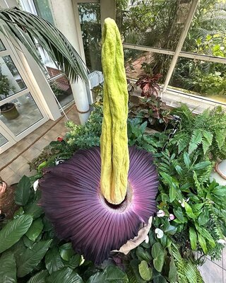 Dziwidło olbrzymie / Amorphophallus titanum