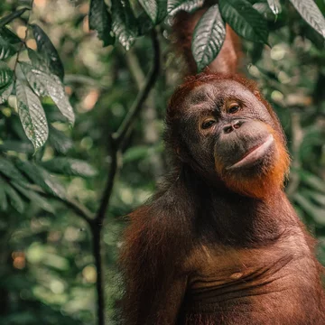 Orangutany w centrum rehabilitacyjnym na Borneo 