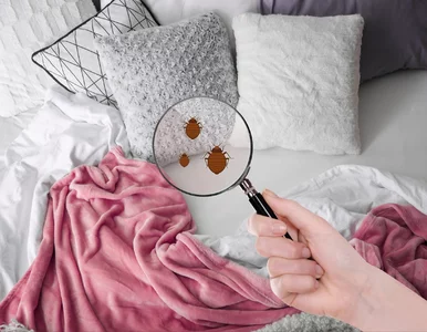 Miniatura: Pluskwy nie uodparniają się na ten...
