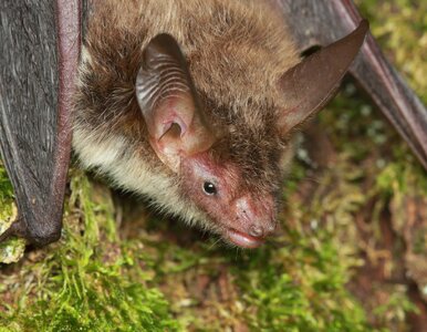 Miniatura: Nowy gatunek nietoperza w polskim parku. W...