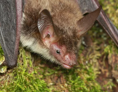 Miniatura: Nowy gatunek nietoperza w polskim parku. W...