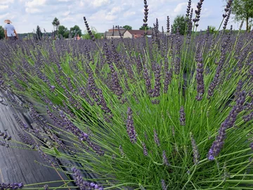 Lawendowa Siwianka, plantacja lawendy pod Warszawą 